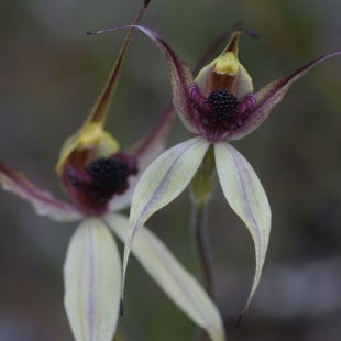 Caladenia macrostylis